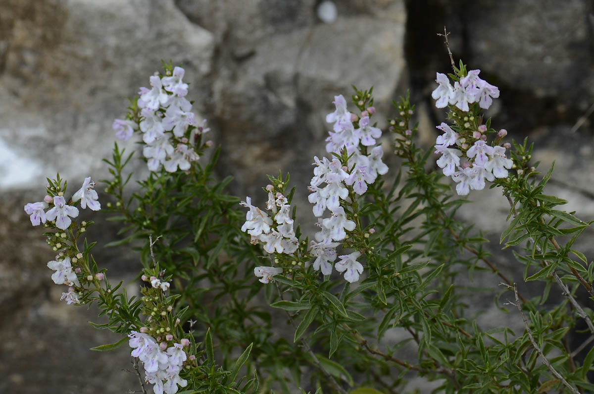 Satureja montana / Santoreggia montana